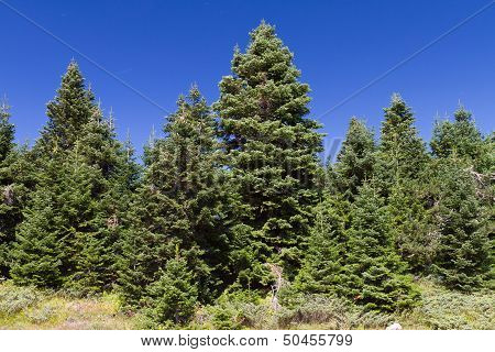 Ilgaz Mountain Pine Forest