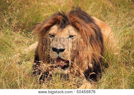 Male Lion Resting