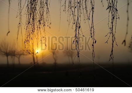 Early Morning Curtain