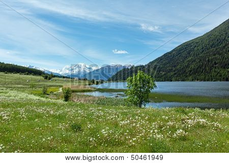 Summer Dandelion Meadow (italy).