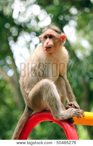 Indian Rhesus Macaque Monkey (macaca Mulatta) With Funny Face