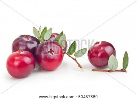 Forest berry cranberry with leaves isolated on white background.