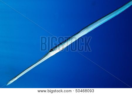 Trumpet fish