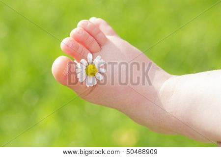 White Chamomile Is Between Child Leg Toes