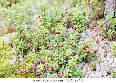 Amount Of Ripe Foxberry Bush With Moss