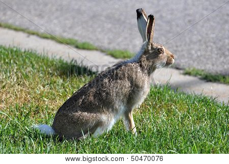 Jackrabbit Sitting by Road