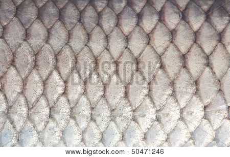texture of fish scales close-up