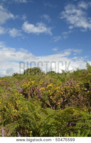 Heather Gorse and Blue Skies in The Ashdown Forest