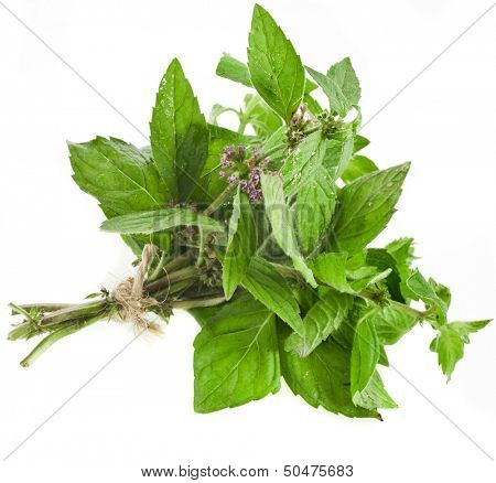  Oregano or Marjoram Herb (origanum majorana ) sheaf isolated on white background