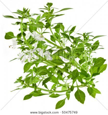 Green fresh basil flowering isolated on white background
