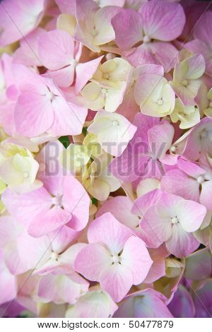 closeup image of pink hydrangea