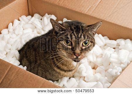 Annoyed cat in cardboard box