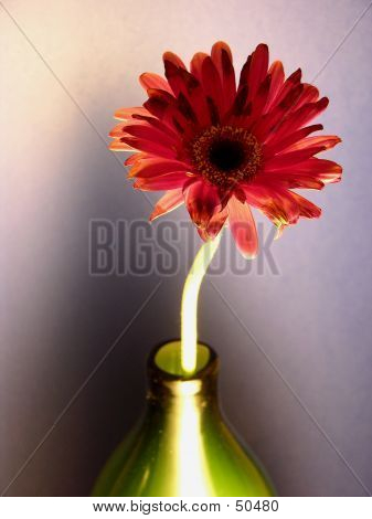 Blomsten og Vase