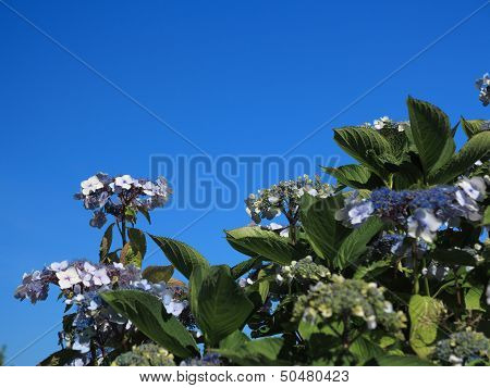 Hydrangea Aspera Macrophylla Hortensia Flowers