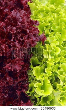 Lettuce Leaves Background