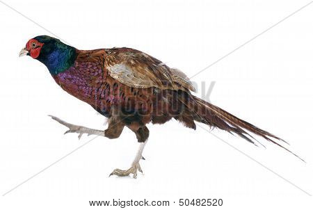 Male European Common Pheasant