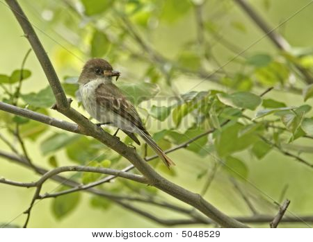 Flycatcher