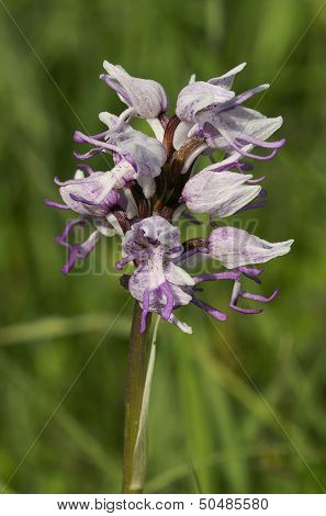 Monkey Orchid