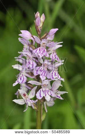 Common Spotted Orchid