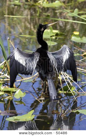 Anhinga pájaro Everglades Estado Nacional Park Florida Estados Unidos