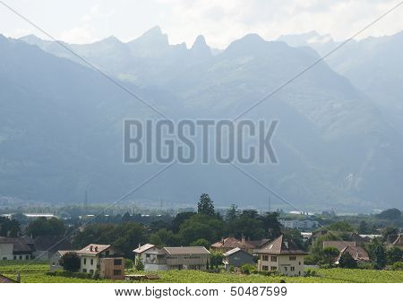 Houses amidst Vineyards