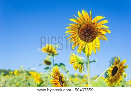 Sunflower