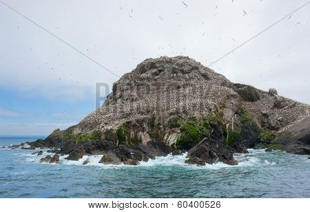 Bird Sanctuary At Seven Islands