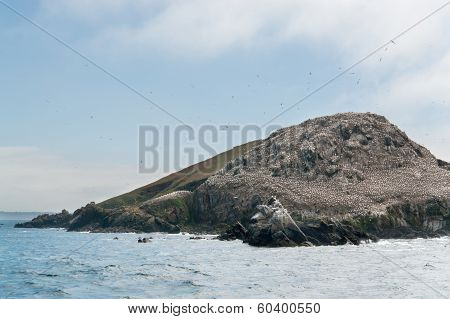 Bird Sanctuary At The Seven Islands In Brittany