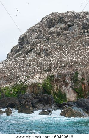 Population Of A Bird Sanctuary At Seven Islands