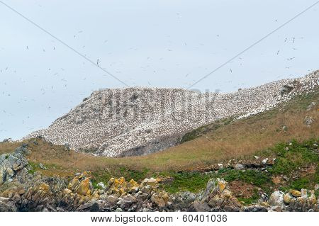 Mountain Top With Bird Sanctuary At Seven Islands