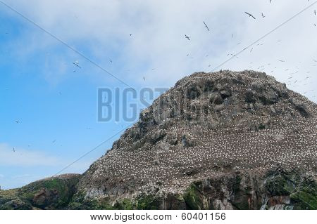A Mountain Top With Bird Sanctuary At Seven Islands