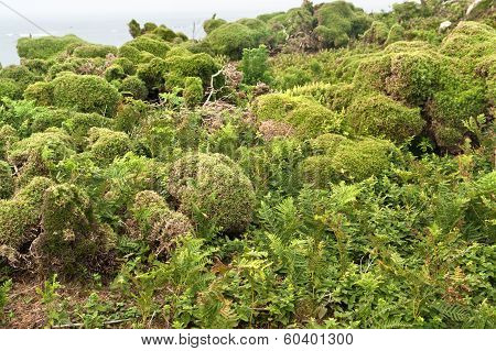 Vegetation At Seven Islands