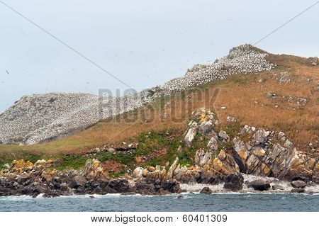 Bird Sanctuary At The Seven Islands