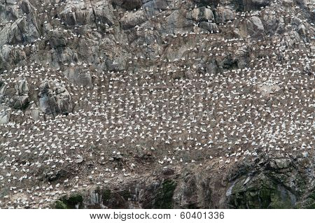 Detail Of A Bird Sanctuary At Seven Islands