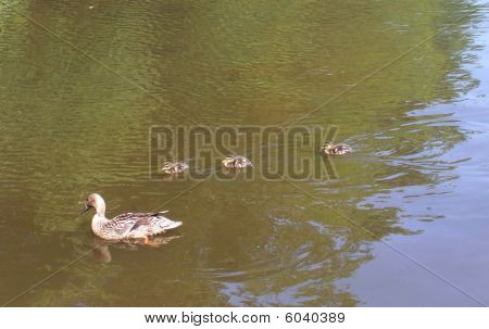 Momma Duck And Her Babies