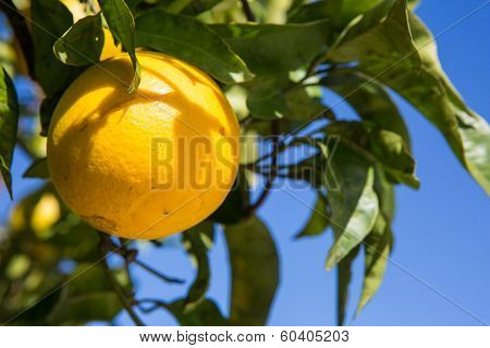 Organic Orange Tree.