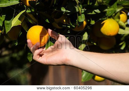 Hand Picking An Orange.