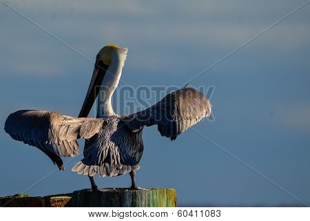 Pelican Flapping its Wings