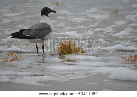 Seagull on the Beach