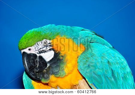 Portrait Of Blue And Yellow Macaw