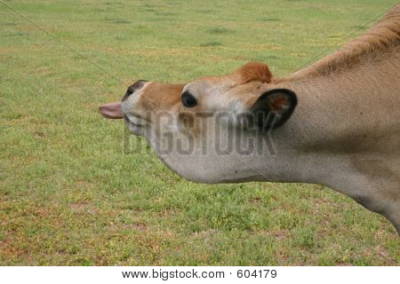 Cows_opinion