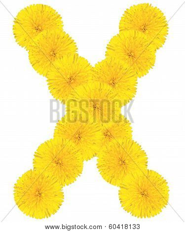 Letter X Made From Dandelions