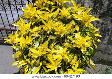 Croton Bush On Background Of Old Wall And Wrought Fence.