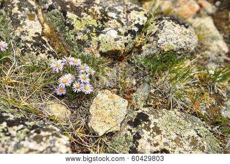 Wild Flowers In The High Altitude Alpine Tundra In Colorado During Summer
