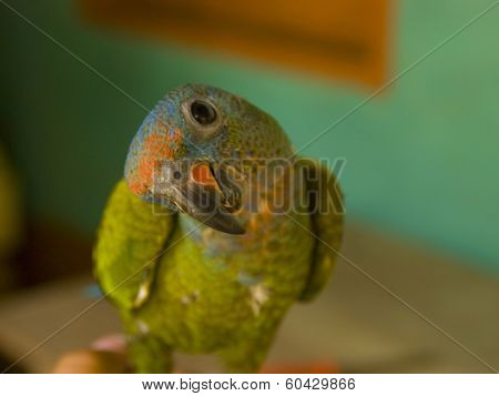 Colorful, Curious, Parrot