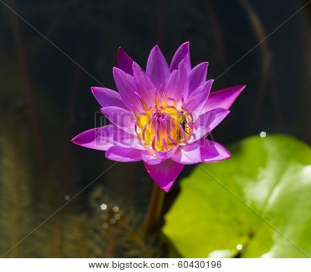 Lotus flower