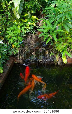 Koi fish