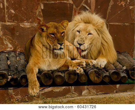 Lions Love
