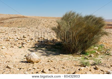 Bush