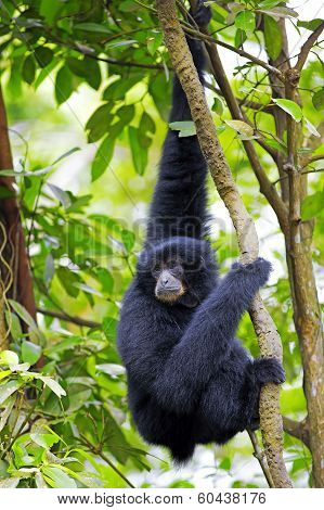 Siamang Gibbon